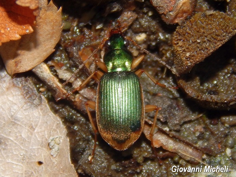 Chlaeniellus vestitus, Carabidae